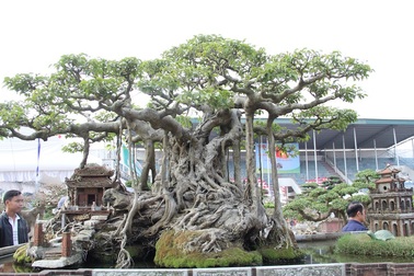 Đại gia Hà Nội đổi 10 cây vàng mua cây sanh cổ đẹp hiếm có