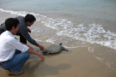 Thả đồi mồi quý hiếm về đại dương
