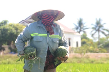 Thu nhập cao hơn cây lúa nhờ trồng dưa trái vụ