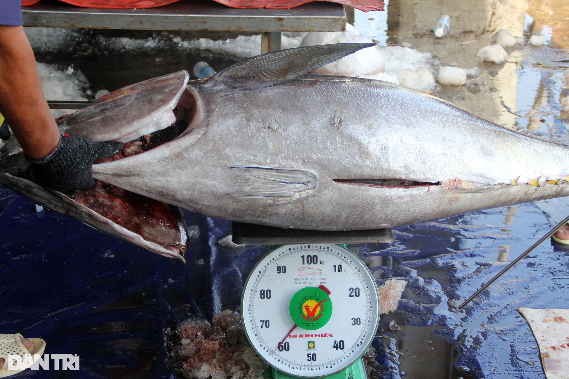 During the Tet holiday, fishermen caught a catch of ocean tuna, earning hundreds of millions of dong - 3