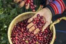 Doanh nghiệp Mỹ muốn nhập khẩu nhiều hơn cà phê đặc sản Việt Nam