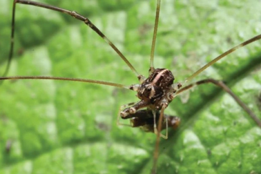 Loài nhện kỳ lạ có 3 loại con đực khác nhau