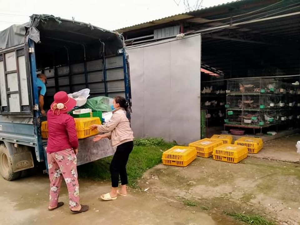 Bỏ nghề lập trình về nuôi chim bồ câu, thu 15 tỷ đồng, lãi 3 tỷ đồng/năm - 3 Bỏ nghề lập trình về nuôi chim bồ câu, thu 15 tỷ đồng, lãi 3 tỷ đồng/năm - 3