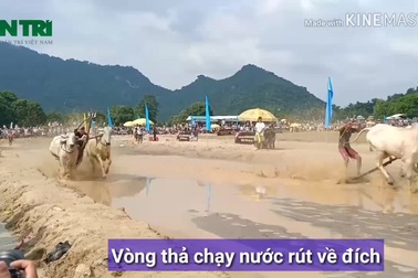 Sôi nổi Giải đua bò Bảy Núi An Giang 2019