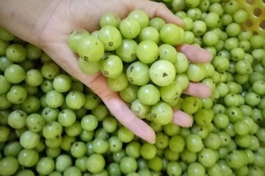 Quả “khổ trước sướng sau” mọc hoang đầy rừng, giờ “lên đời” có giá nửa triệu đồng/kg