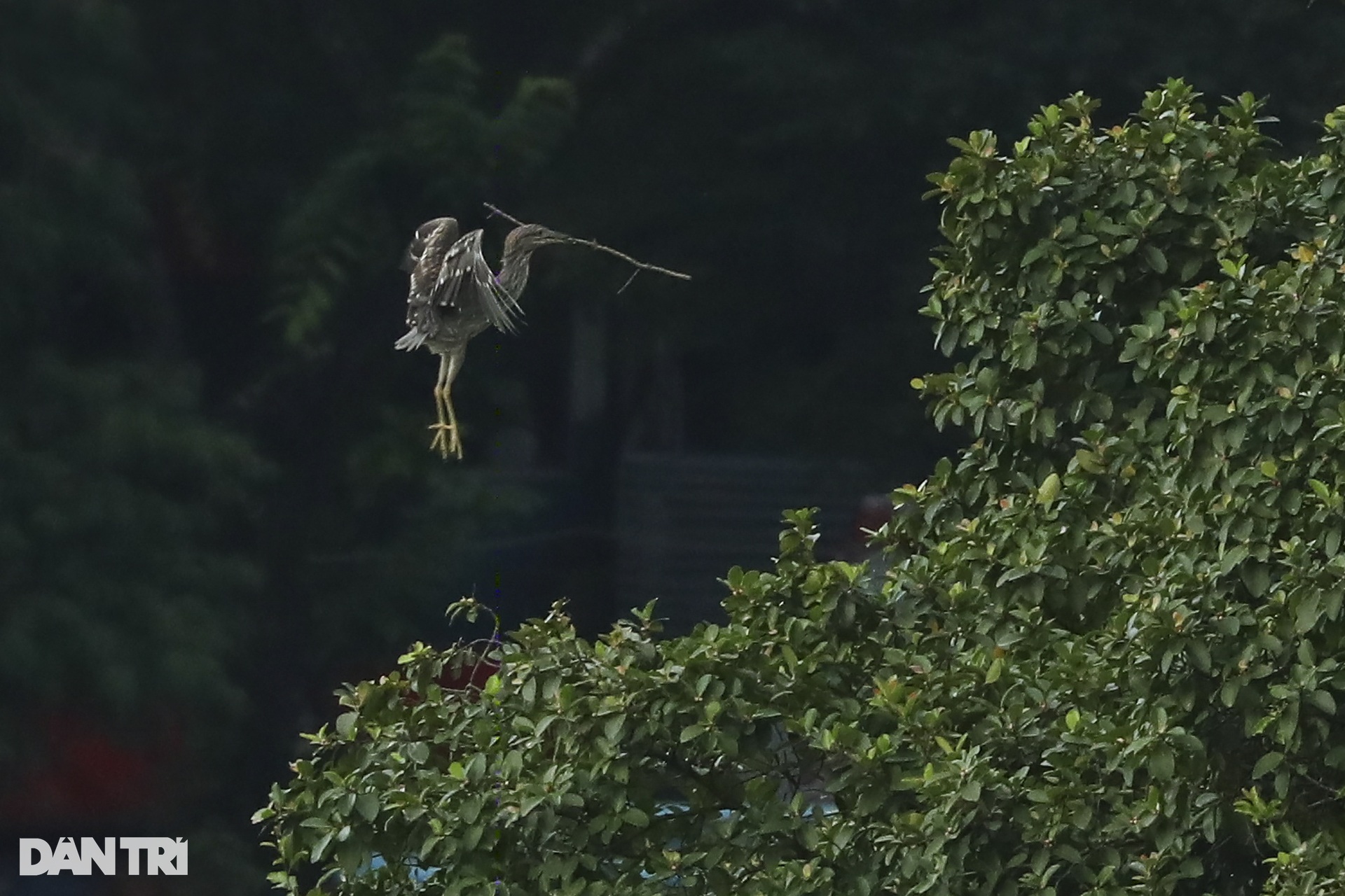 View - Hanoi central lake attracts wild birds | DTiNews - Dan Tri International, the news gateway of Vietnam