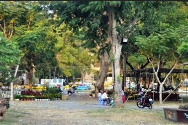 Cặp khế hơn 100 tuổi giá hơn 1,2 tỷ ở Sài Gòn