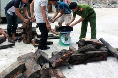 Bắt giữ xe Lào vận chuyển 1,3 tấn gỗ trắc