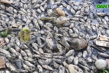 Cả chưng cư khốn đốn vì cá chết bốc mùi nồng nặc