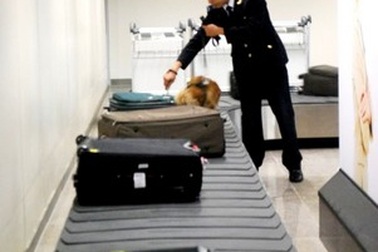 Bắt giữ lô hàng nghi ngà voi nhập khẩu trái phép  