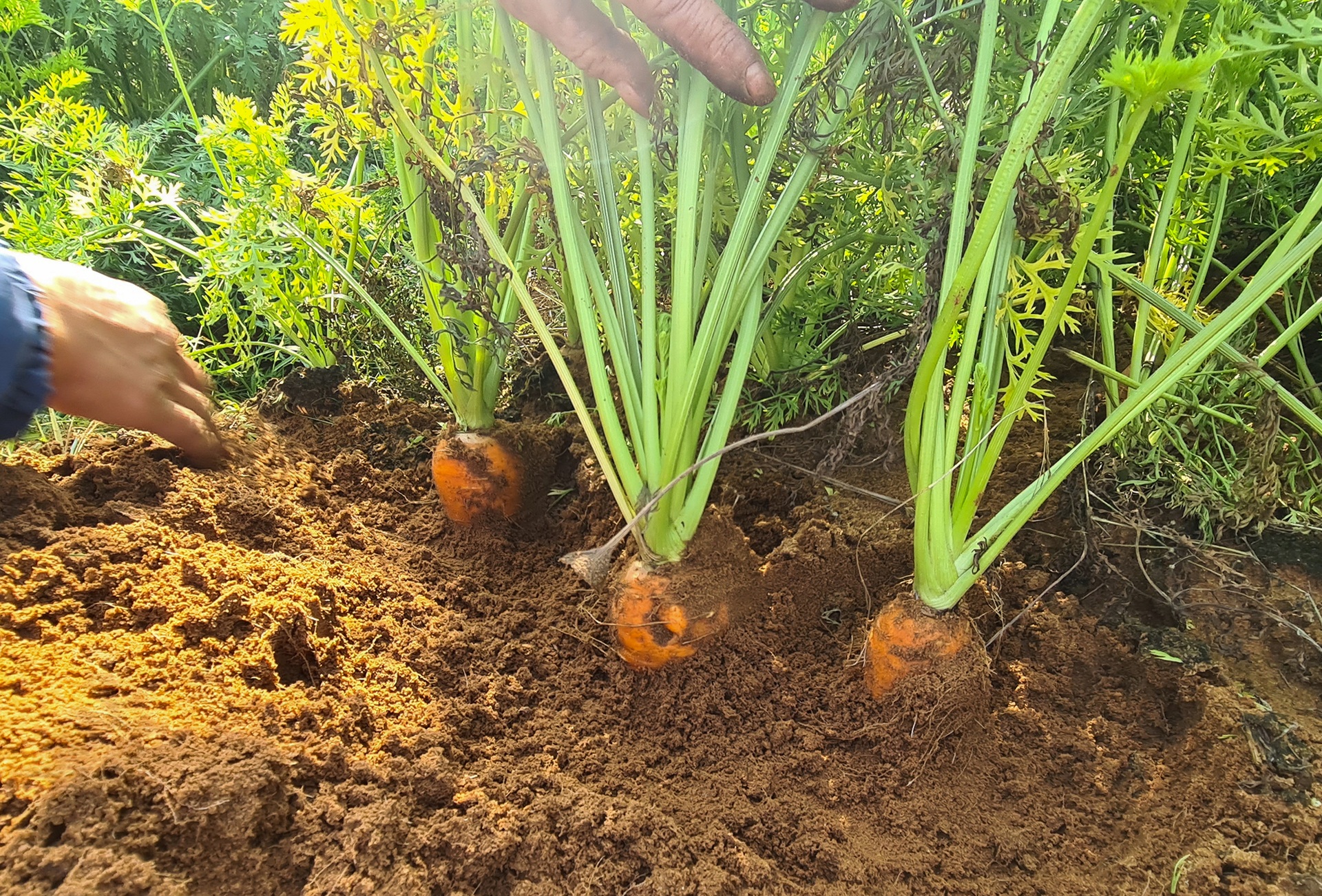 Nông dân lãi đậm nhờ liều trồng cà rốt vượt bão - 2