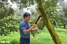 Cảnh báo "câu view" sai sự thật sầu riêng nhúng hóa chất tại Đắk Nông