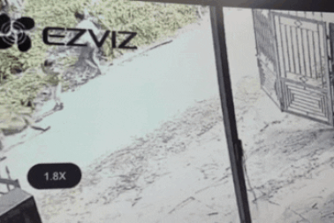 Vụ chó dữ tấn công bé trai 2 tuổi: Chó xổng chuồng khi chủ nhân đi vắng