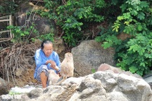 Bà lão cưu mang đàn khỉ quý hiếm nơi cửa sông