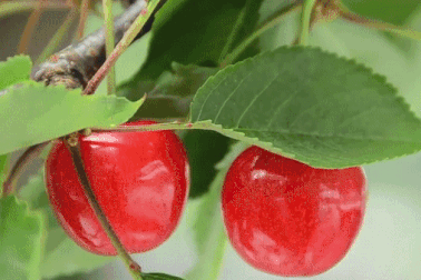 Cách độc đáo dùng bạt phản quang tạo ra những trái cherry đắt đỏ