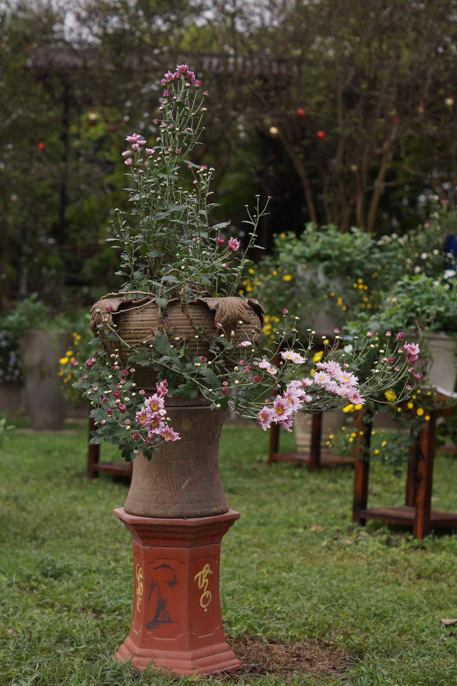 Mãn nhãn với vườn cúc cổ, đẹp mê hồn giữa lòng Hà Nội - 2