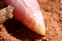 Thằn lằn giun kỳ lạ lần đầu tiên xuất hiện sau hơn 90 năm "ẩn náu"