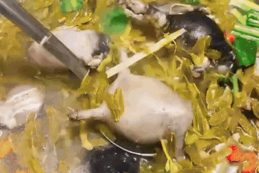 Con nhơn nhớt, "nhìn thì ghê ăn lại mê" thành đặc sản ở Ninh Thuận