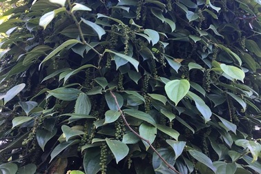 Xuất khẩu hồ tiêu: Làm gì để giữ kim ngạch trên 1 tỷ USD/năm?