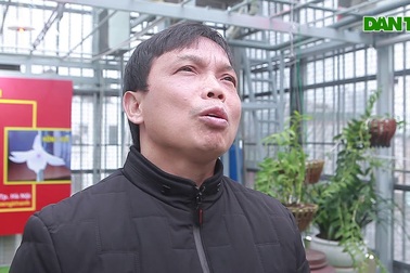 Lan đột biến "sướng" hơn cả đào tiến vua trong thời tiết Hà Nội rét buốt