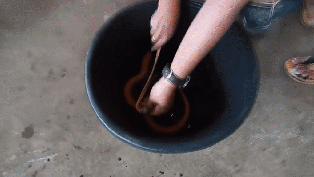 Nông dân ở Thái Lan bắt được con lươn lạ, dân làng đổ đến xem - 1 Nông dân ở Thái Lan bắt được con lươn lạ, dân làng đổ đến xem - 1