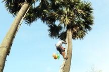 Kiếm tiền triệu từ nghề trèo cây kỳ lạ 20 năm mới ra trái ở An Giang