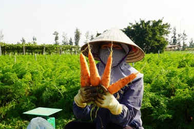 Nông dân lãi đậm nhờ liều trồng cà rốt "vượt" bão