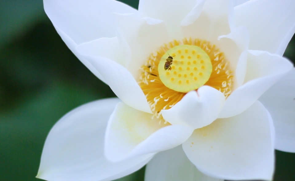 Du khách ngỡ ngàng trước vẻ đẹp của đầm sen trắng độc nhất ở Hà Nội - 1 Du khách ngỡ ngàng trước vẻ đẹp của đầm sen trắng độc nhất ở Hà Nội - 1