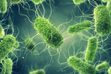 Nghiên cứu mới: Tiêu diệt ung thư bằng..."bom vi khuẩn"