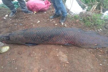 Kỳ lạ lươn “khổng lồ” dài gần mét, cá lạ nặng một tạ xôn xao dư luận