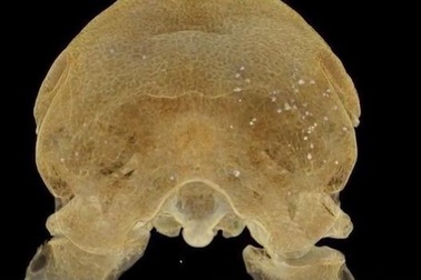 Chim Dodo Oxford đã bị bắn vào đầu