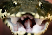 Loài rắn độc mang cái tên chết chóc, sở hữu cú mổ nhanh hơn chớp mắt