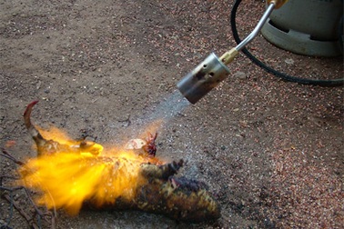 Choáng khi nhìn cảnh con dúi bị làm thịt