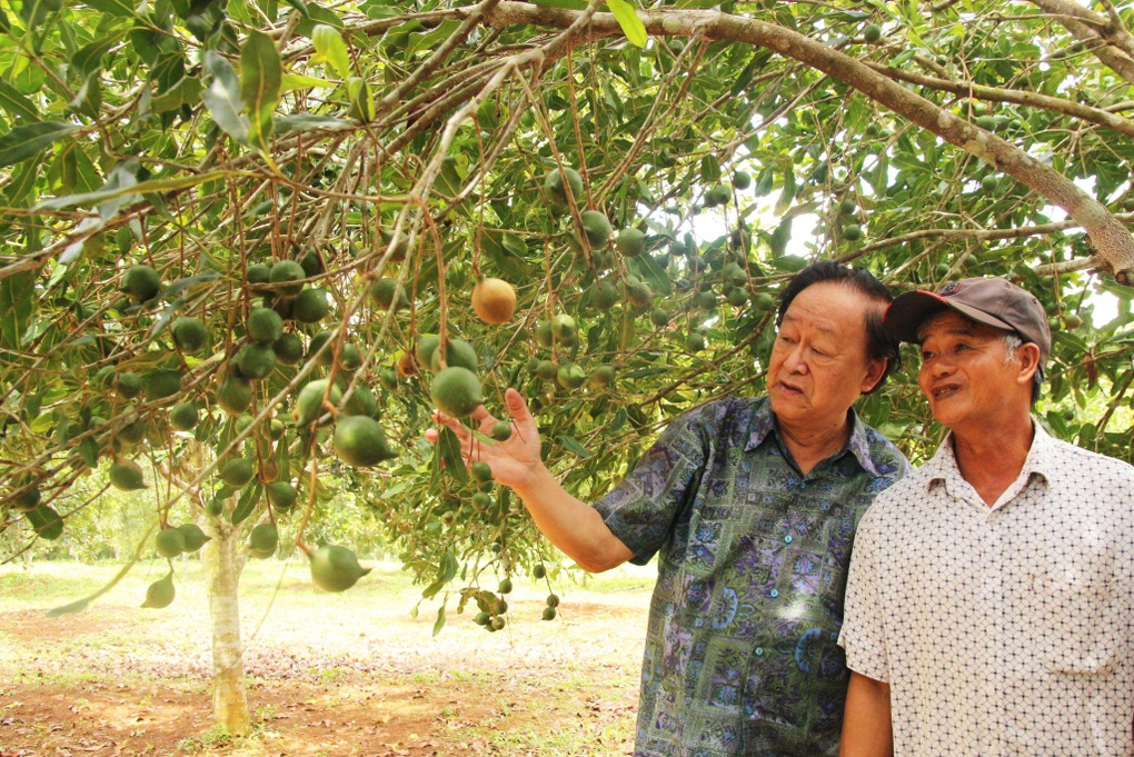 Trồng mắc ca lấy hạt, nông dân bán sướng hơn đi bán vàng - 1 Trồng mắc ca lấy hạt, nông dân bán sướng hơn đi bán vàng - 1