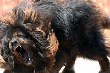 Trường hợp nào người nuôi chó phải chịu trách nhiệm hình sự?