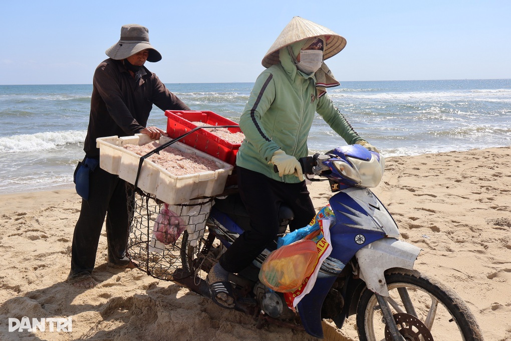 Trúng “lộc” biển cuối mùa, ngư dân Đà Nẵng thu tiền triệu mỗi ngày - 3 Trúng “lộc” biển cuối mùa, ngư dân Đà Nẵng thu tiền triệu mỗi ngày - 3