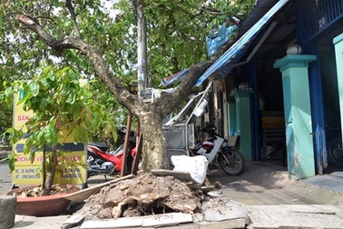 Cây xanh bị kéo đổ đè vào nhà, dân không biết kêu ai