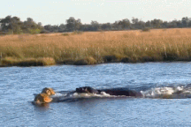 3 "vị vua thảo nguyên" suýt mất mạng vì vô tình xâm phạm lãnh thổ hà mã