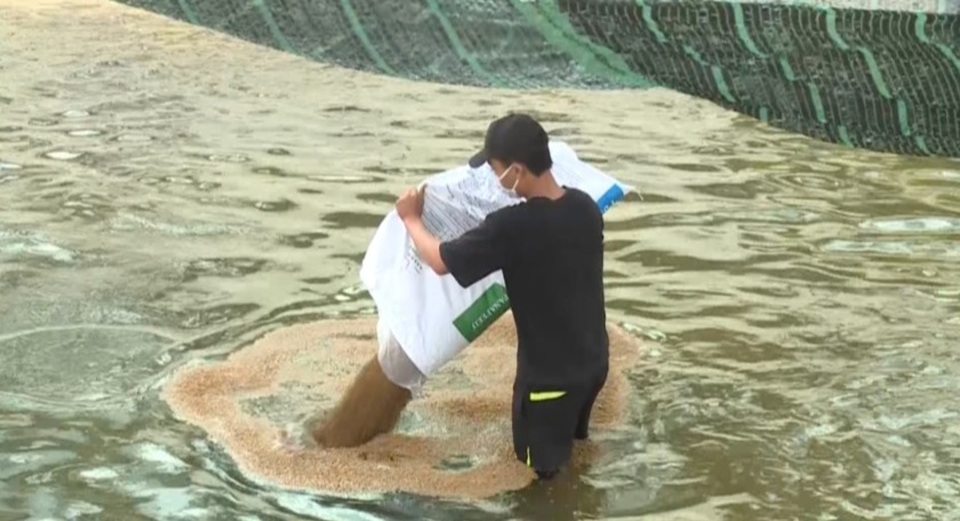 Nuôi ếch “một vốn bốn lời”, dân chài thu hàng trăm triệu đồng mỗi năm - 6 Nuôi ếch “một vốn bốn lời”, dân chài thu hàng trăm triệu đồng mỗi năm - 6
