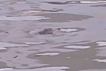 Đang vây bắt con cá sấu nổi trên kênh ở Bạc Liêu