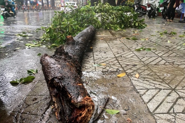 Cây đổ đè 2 bà cháu tử vong