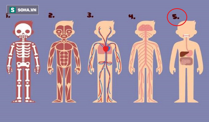 Bạn thấy bộ phận nào trên cơ thể cần thiết nhất cho sự sống? Đáp án rất bất ngờ - Ảnh 5.