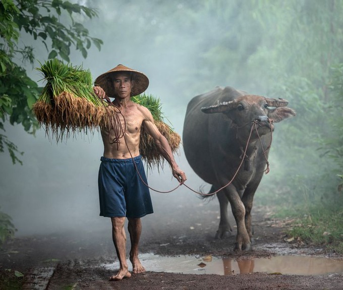 Cùng ngắm loạt hình ảnh đẹp nhất về đa dạng văn hóa, đại diện Việt Nam nổi bật với trâu đồng lúa nước quá đỗi thân thuộc - Ảnh 1.