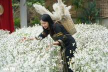 Thanh Hóa: Vườn cúc họa mi trắng tinh khôi, khách "sống ảo" không muốn về