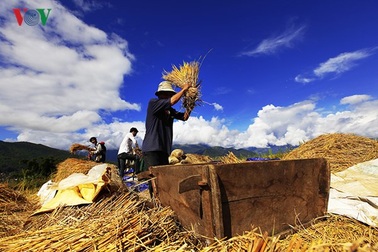Mùa gặt nơi vùng biên Y Tý