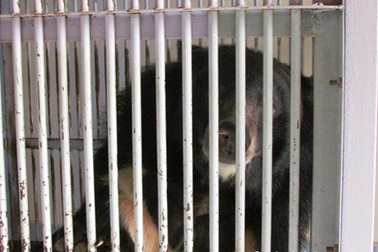 Giao nộp cá thể gấu nuôi nhốt cuối cùng của tỉnh Bình Thuận