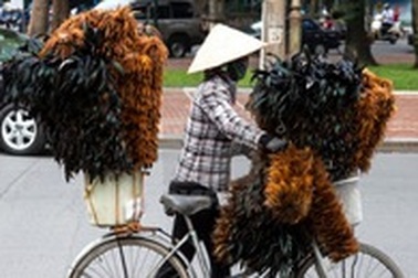 Chuyện về làng chổi lông gà ở miền Tây