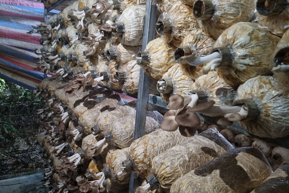 Cựu hướng dẫn viên du lịch chuyển nghề trồng nấm, thu về 400 triệu đồng/năm - 3 Cựu hướng dẫn viên du lịch chuyển nghề trồng nấm, thu về 400 triệu đồng/năm - 3