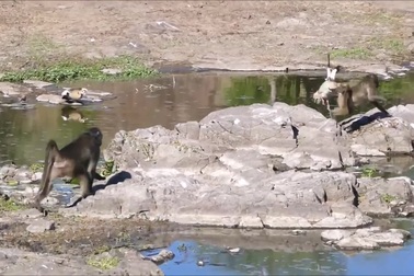 Khỉ đầu chó ma mãnh, cướp trứng ngay trước mặt cặp ngỗng