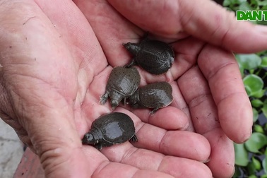 Lão nông chia sẻ bài học nhớ đời về nghề nuôi ba ba